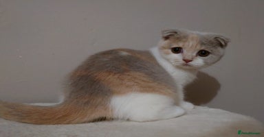 Scottish Fold cats - Advert 2