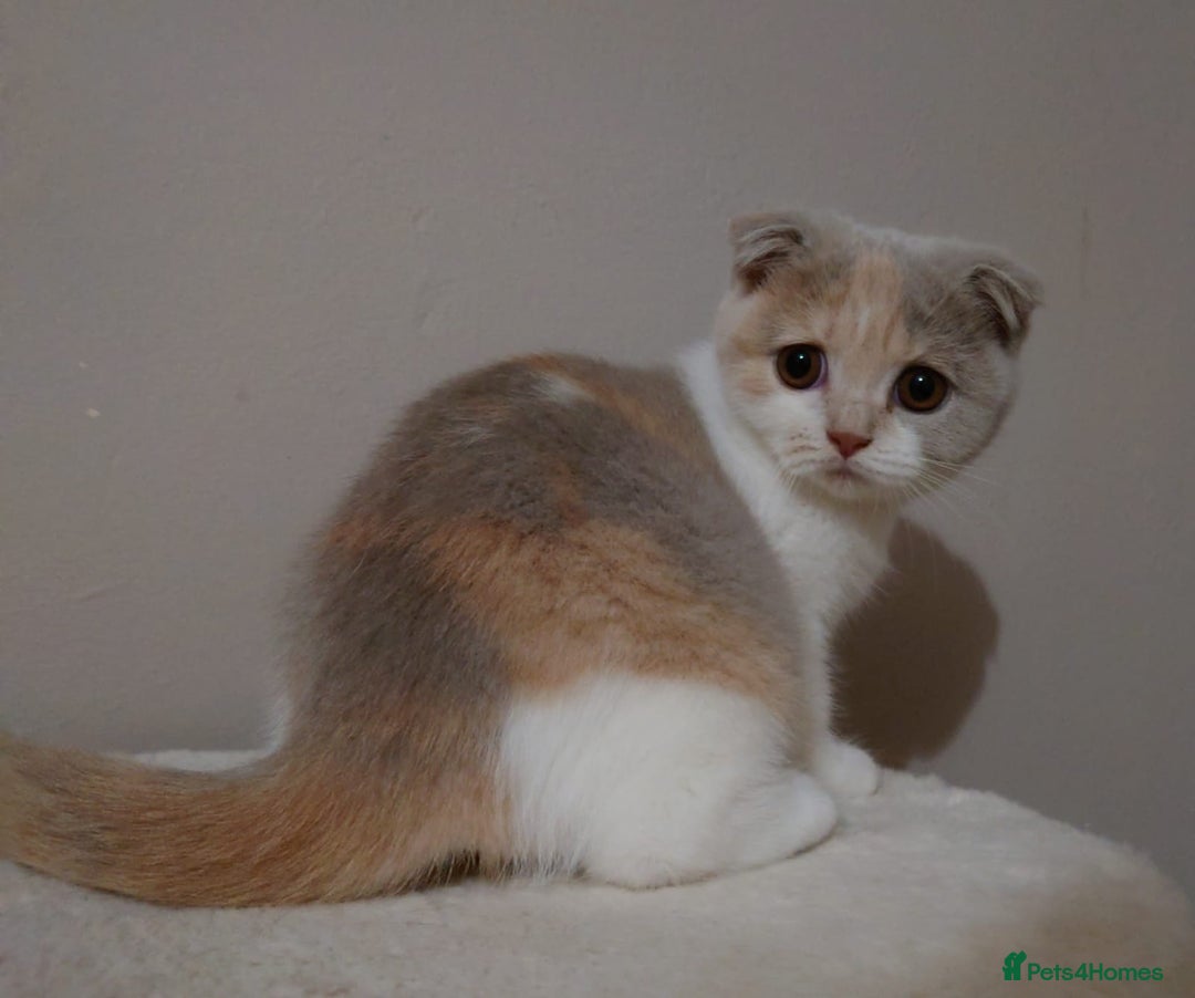 Scottish Fold cats for sale: Gorgeous kittens - Image 2