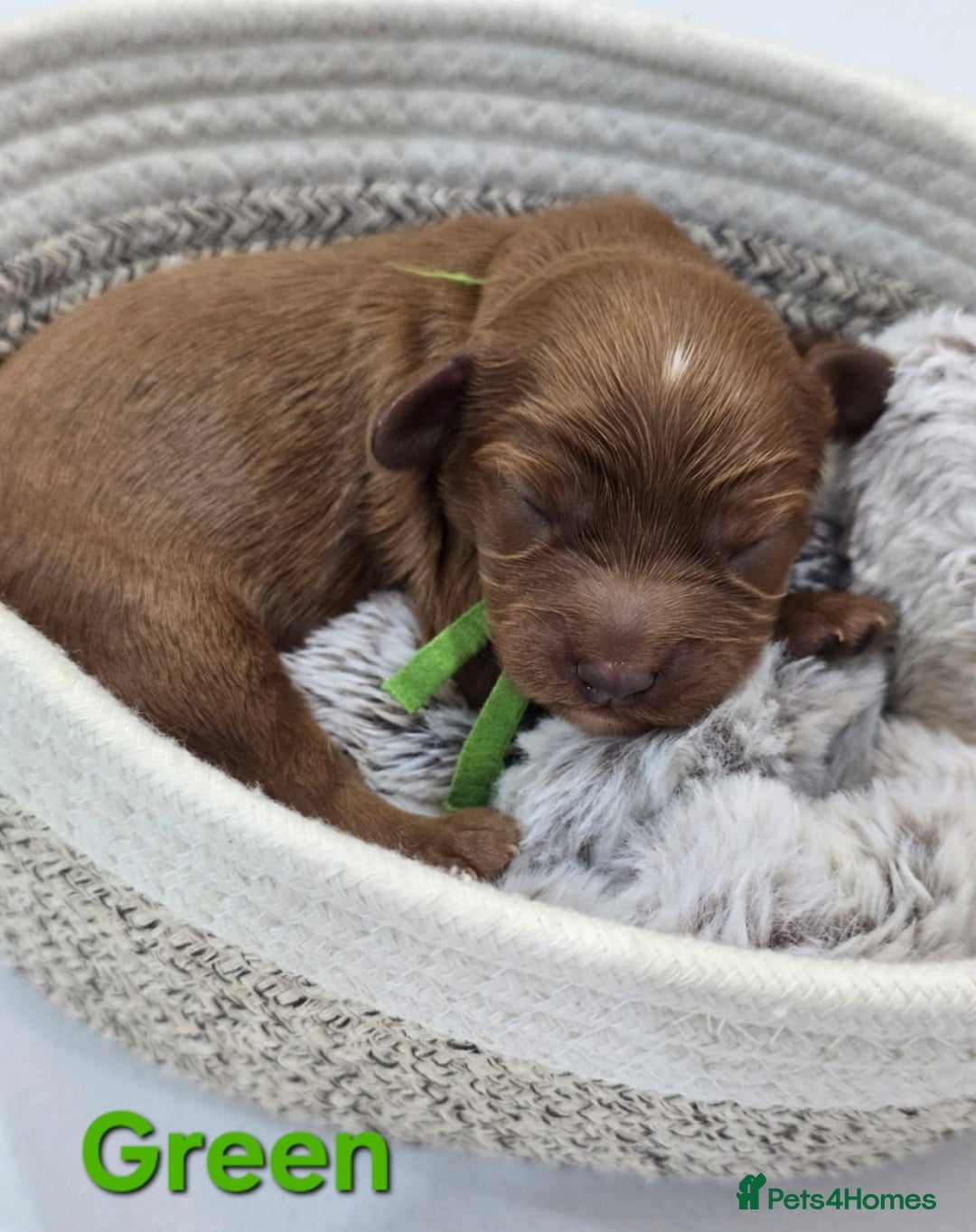 Cavapoo dogs for sale: Cavapoo Toy F1 ❤️ DNA TESTED - Advert 14