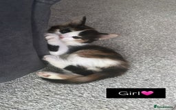 British Shorthair cats for sale: Ready to leave beautiful kittens!🥰❤️🌟 - Image 4