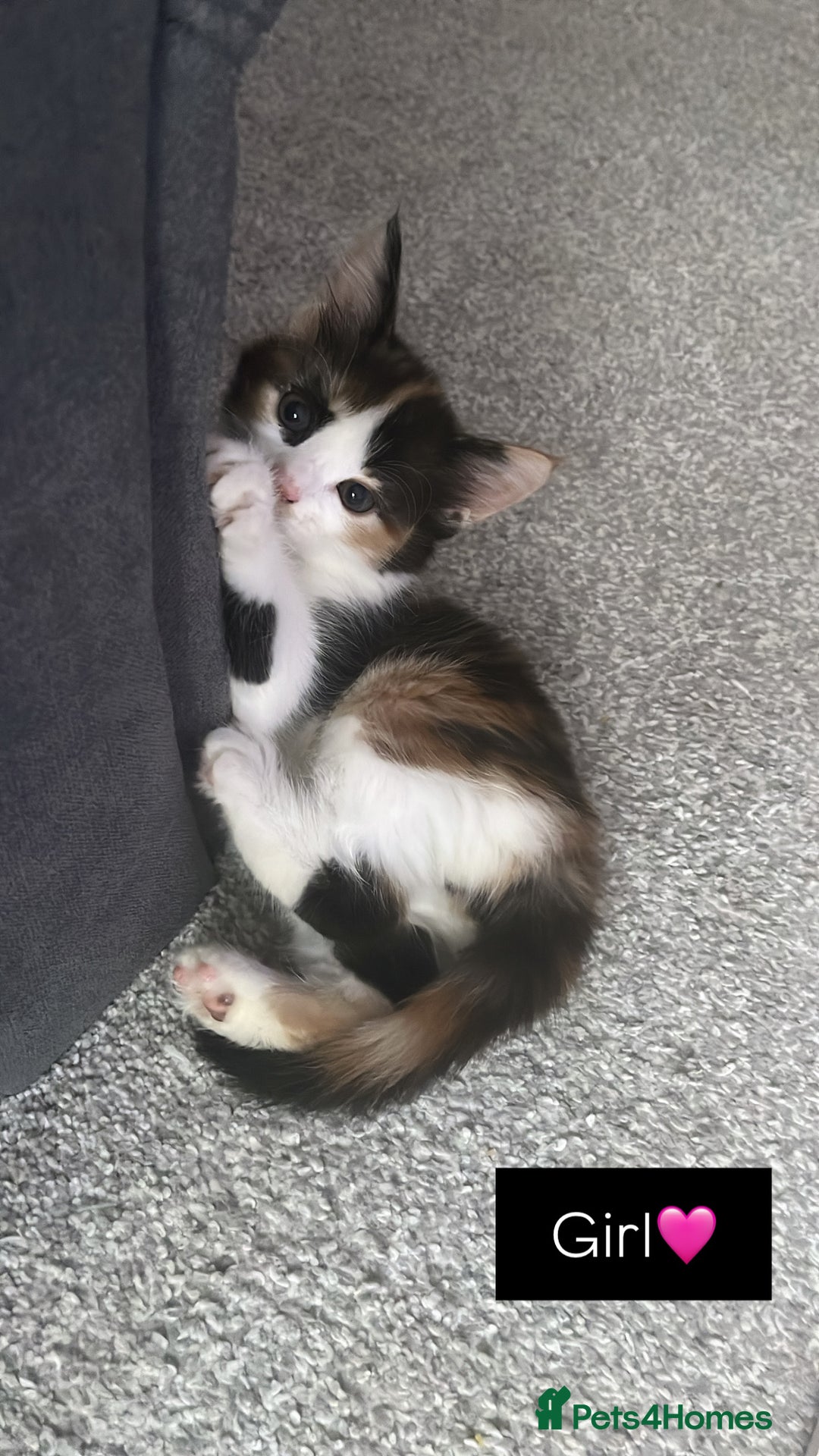 British Shorthair cats for sale: Ready to leave beautiful kittens!🥰❤️🌟 - Image 4