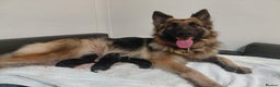 German Shepherd dogs for sale: German shepherd puppies - Advert 2