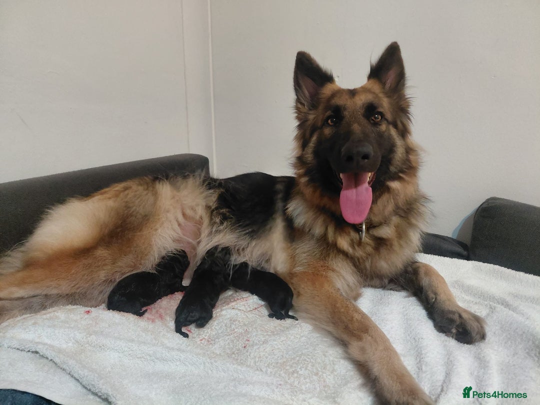 German Shepherd dogs for sale: German shepherd puppies - Advert 2