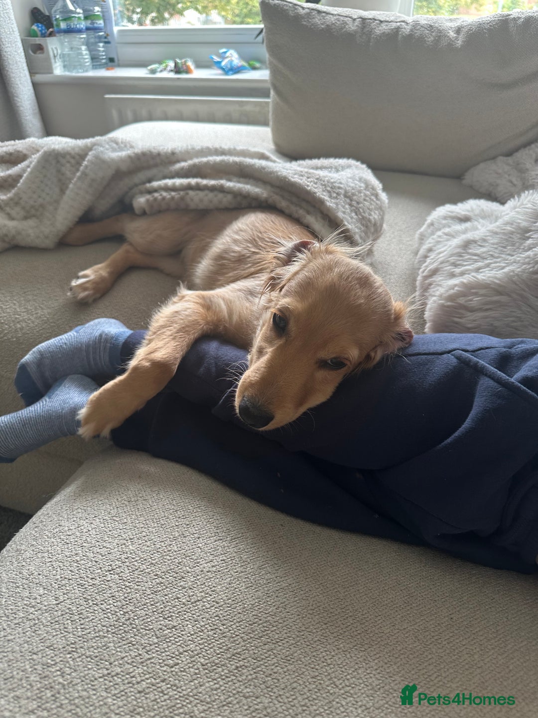 Cavapoo dogs for sale: Beautiful poodle cross Cavalier - Advert 4