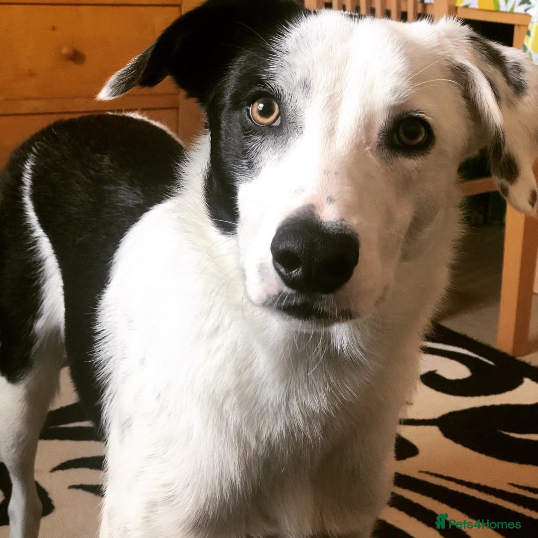 Border Collie dogs for sale: Spotty  - Image 7