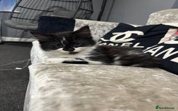 Mixed Breed cats for sale: Fluffy long haired male  - Image 1