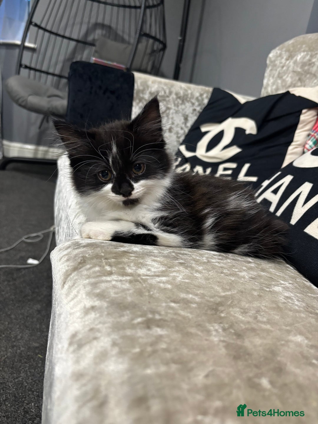 Mixed Breed cats for sale: Fluffy long haired male  - Image 1
