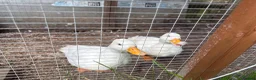 Ducks poultry for sale: pair of call ducks - Advert 2
