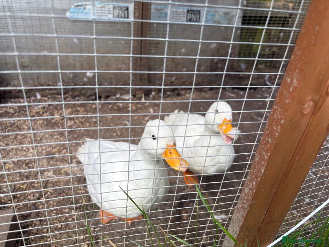 Ducks poultry for sale: pair of call ducks - Advert 2