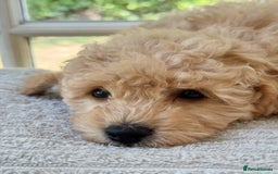Mixed Breed dogs for sale: Teddy bear puppies - Image 16