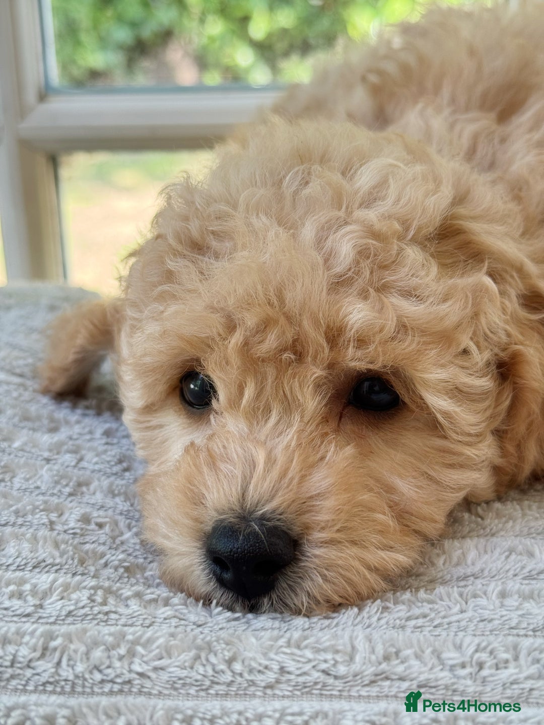 Mixed Breed dogs for sale: Teddy bear puppies - Image 16