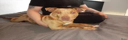 Mixed Breed dogs for sale: 10month old female - Advert 3