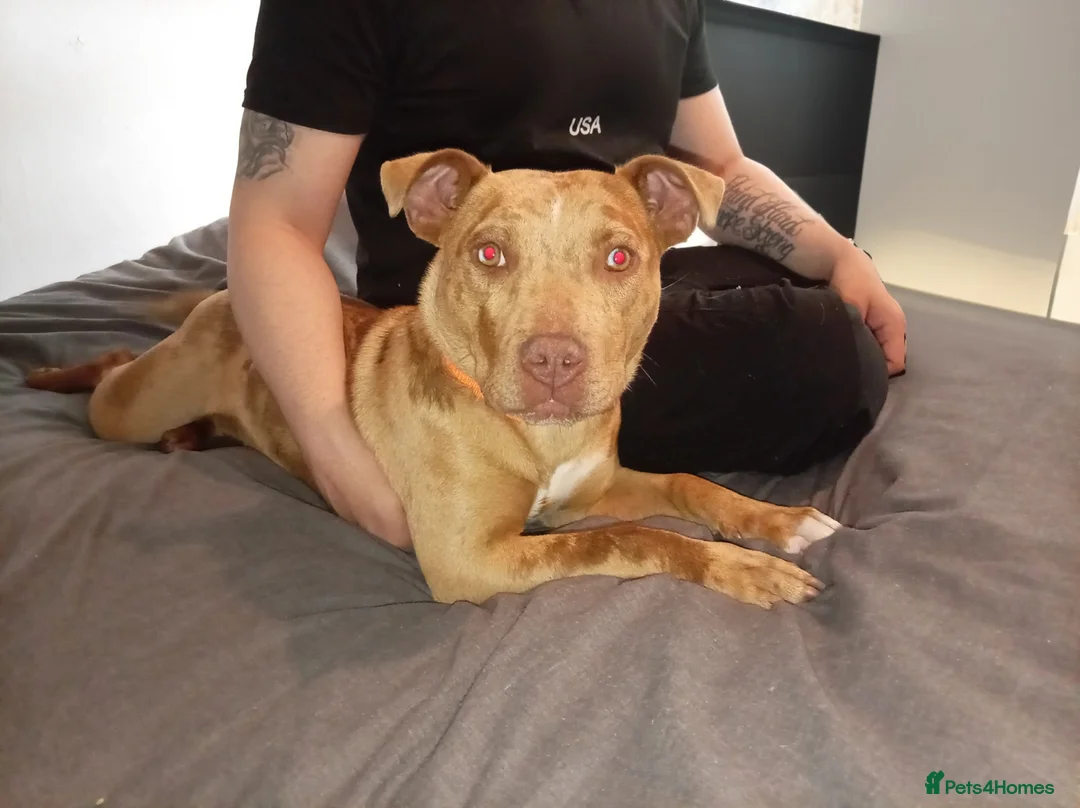 Mixed Breed dogs for sale: 10month old female - Advert 3
