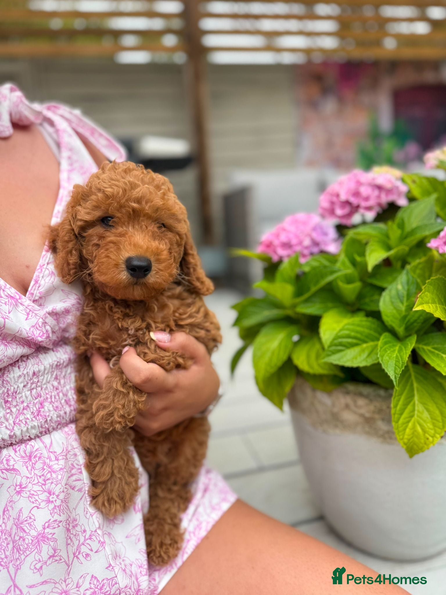 Poochon dogs READY NOW - DNA health tested Poochon Puppies 🐶  - Advert 2