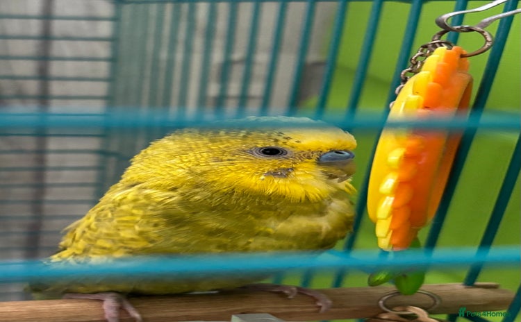 Budgerigars birds - Advert 9