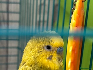 Budgerigars birds - Advert 12