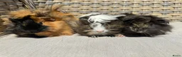 Guinea Pig rodents for sale: 1 left. Pretty baby long haired female guinea pig. - Advert 7