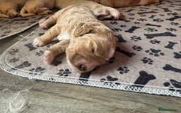 Mini Goldendoodle dogs for sale: Stunning F1 Mini Goldendoodles  - Image 36