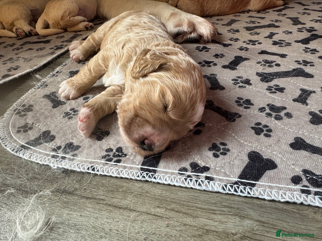 Mini Goldendoodle dogs for sale: Stunning F1 Mini Goldendoodles  - Image 36