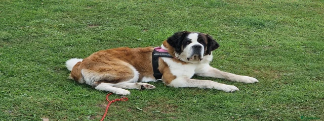 Bella