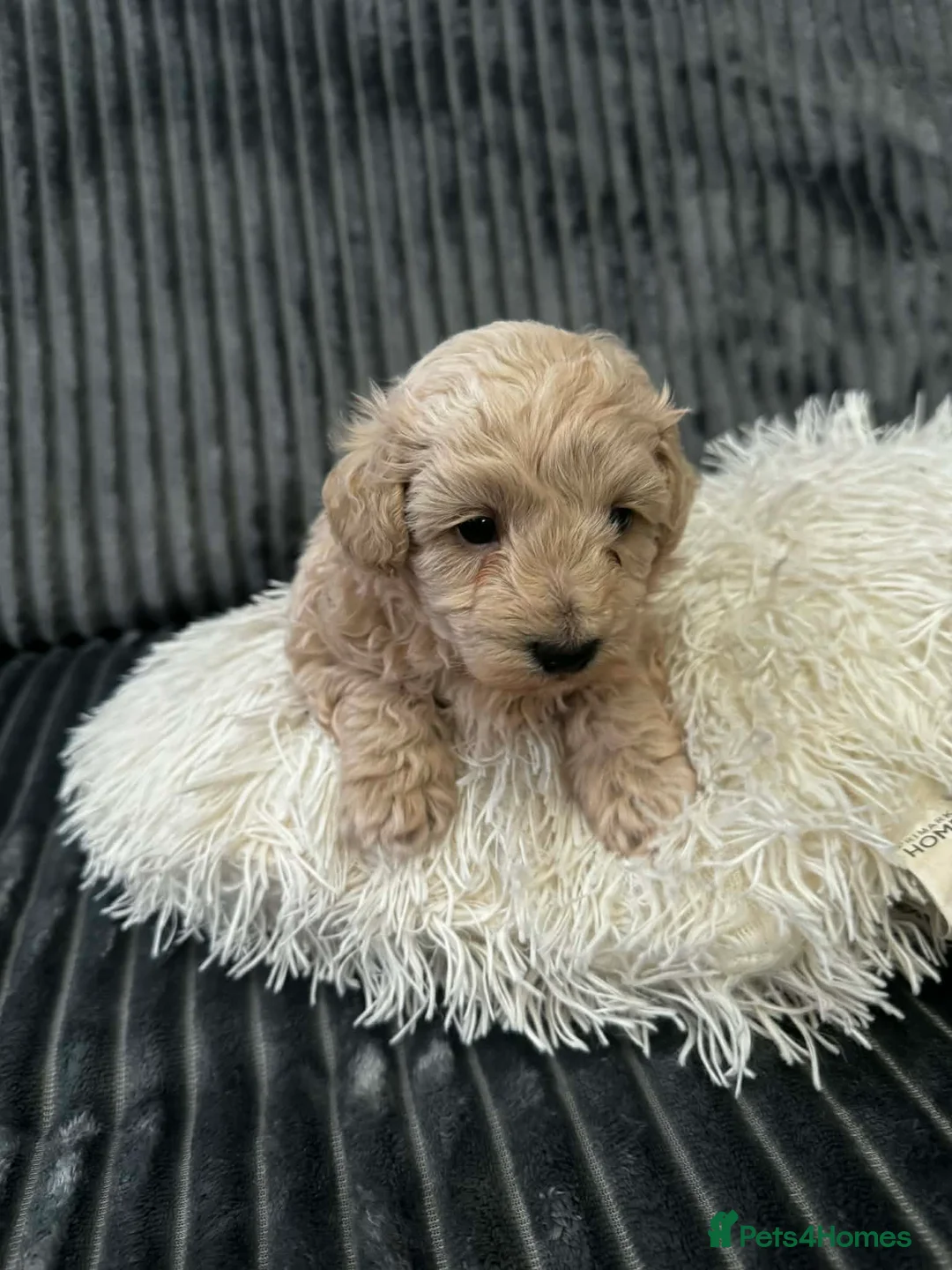 Maltipoo dogs for sale: One Gorgeous Teddy Bear puppy  - Advert 9