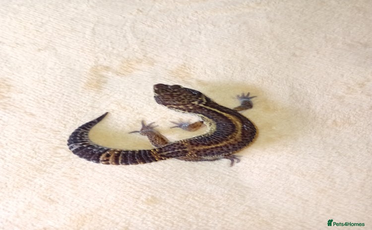 Leopard Gecko reptiles in Hinckley - Advert 11