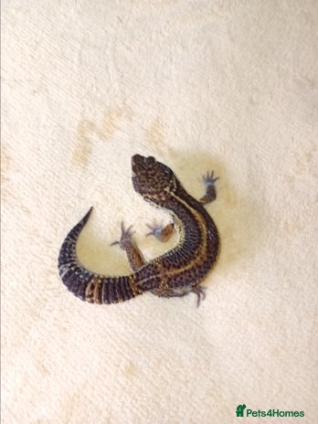 Leopard Gecko reptiles in Hinckley - Advert 13