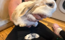 French Lop rabbits for sale: 3 gorgeous male bunnies  - Image 9