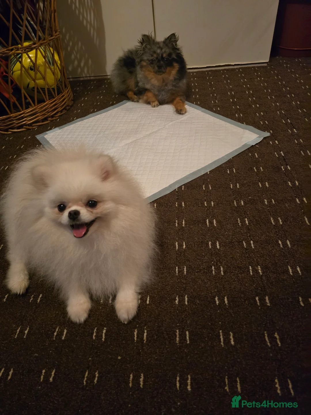 Pomeranian dogs for stud: BEAUTIFUL KC REG.KOREAN POM.BOY OPEN FOR STUD💙 in Bolton - Advert 9