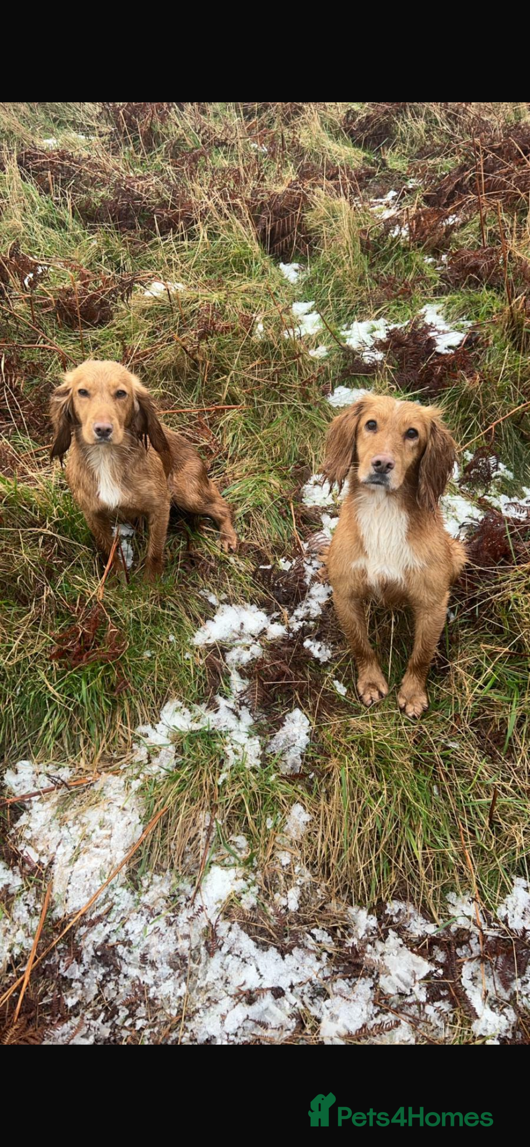 Cocker Spaniel dogs for sale: Working cocker spaniel puppies  - Advert 2