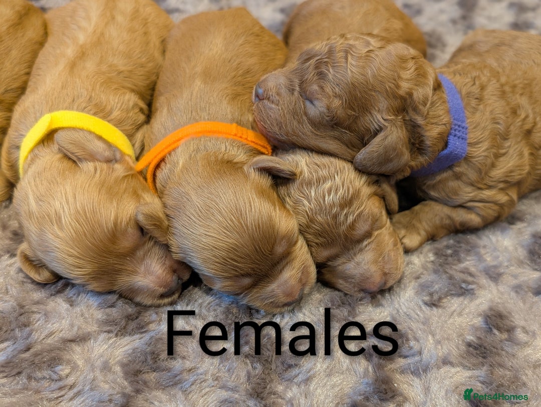 Cavapoo dogs for sale: F1b  adorable cavapoo puppies - Advert 2