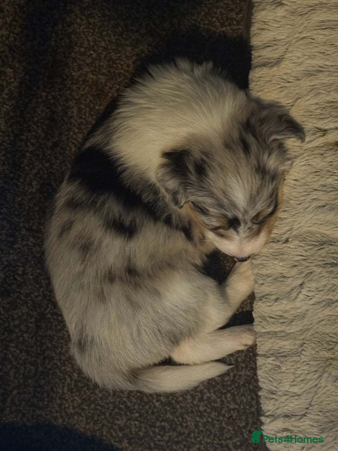 Border Collie dogs for sale: Border Collie Puppies  - Advert 11