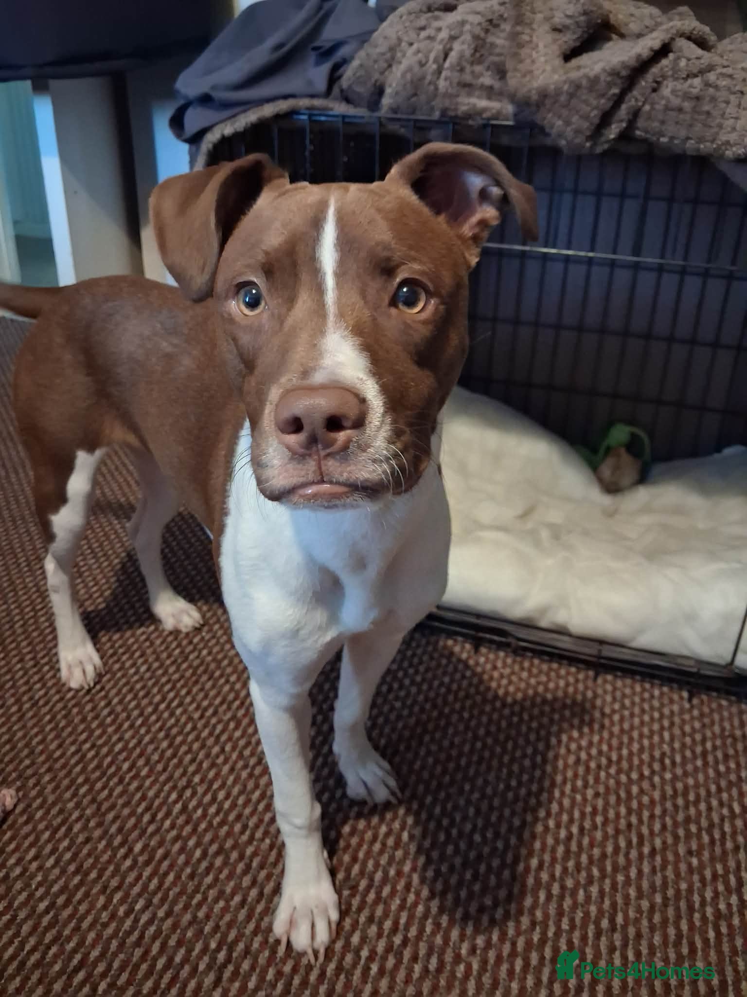 Staffordshire Bull Terrier dogs 8 month old girl - Advert 5