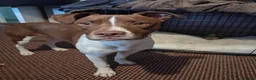 Staffordshire Bull Terrier dogs for sale: 8 month old girl in Walton on the Naze - Advert 1