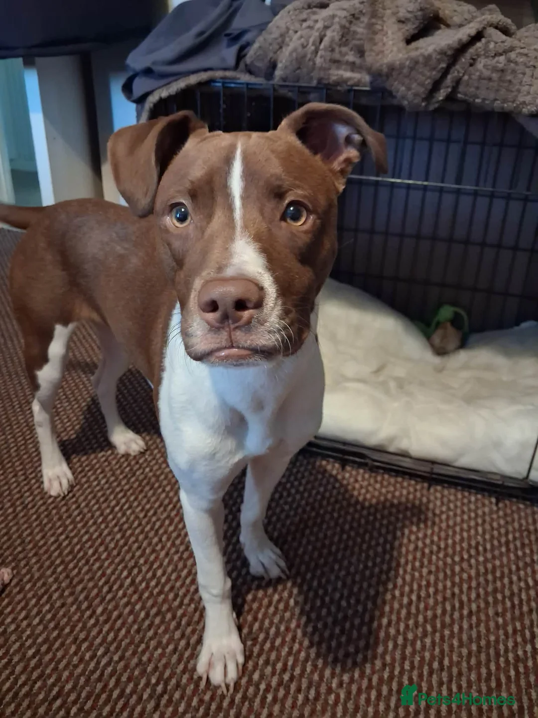 Staffordshire Bull Terrier dogs for sale: 8 month old girl in Walton on the Naze - Advert 1