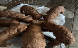 Cockapoo dogs for sale: Cockapoo puppies in Preston - Image 25