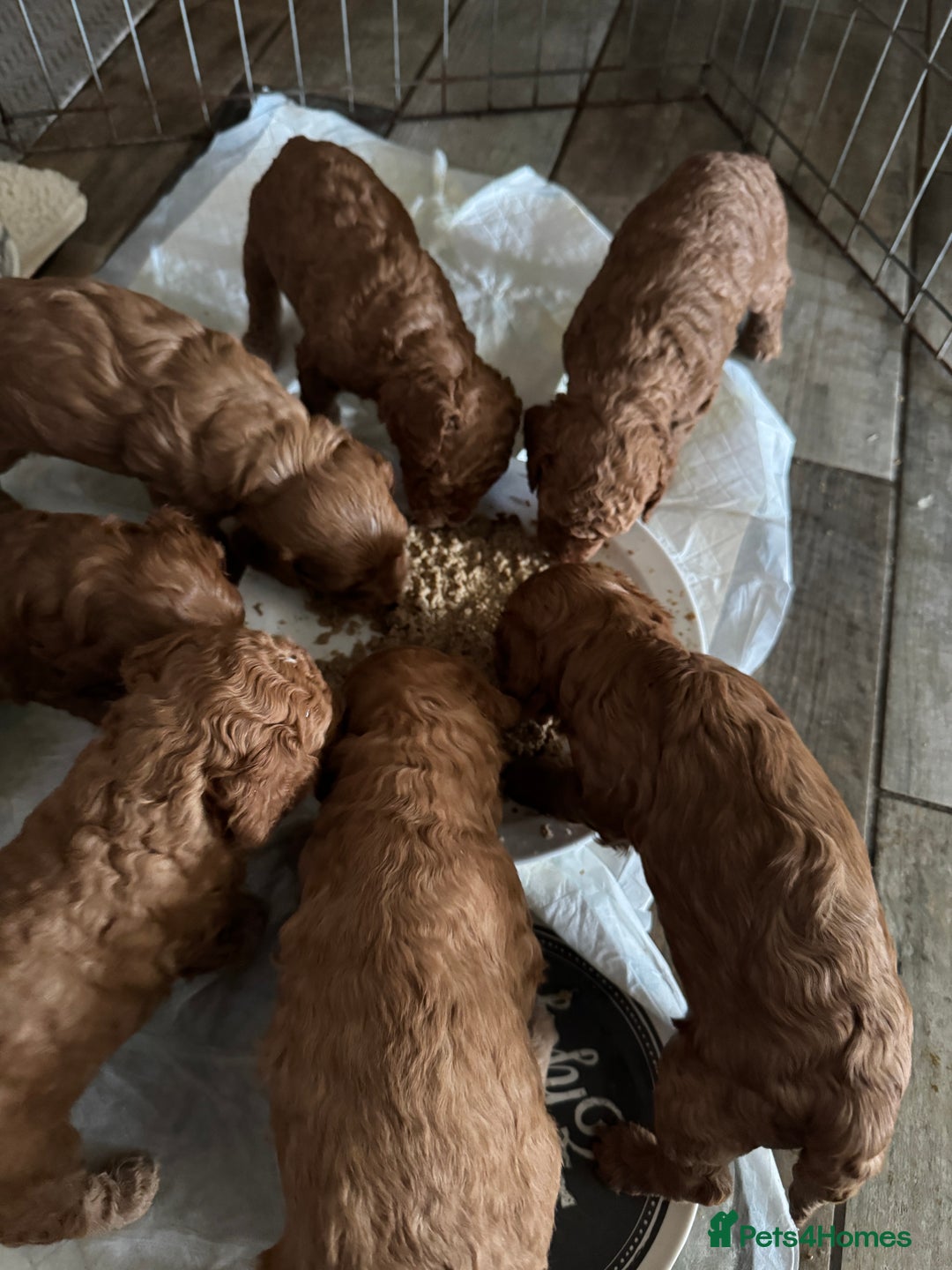 Cockapoo dogs for sale: Cockapoo puppies in Preston - Image 25