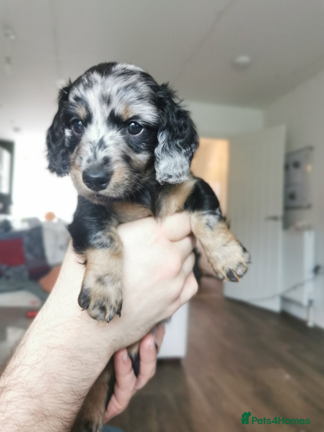 Miniature Dachshund dogs for sale: 5 beautiful miniature dachshund pups for sale - Advert 26