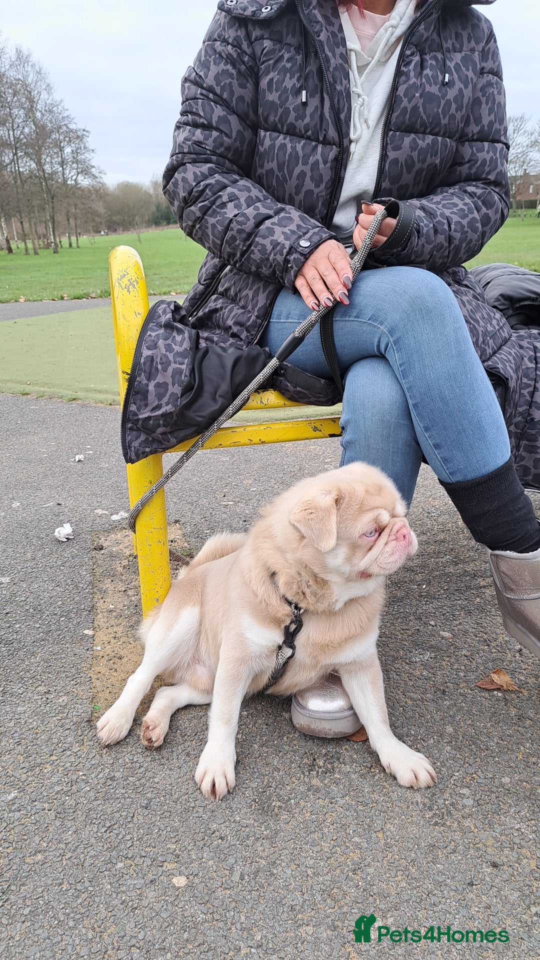 Pug dogs for stud: Pink and Tan Pug for stud striking blue eyes 💙 in Wigan - Advert 3