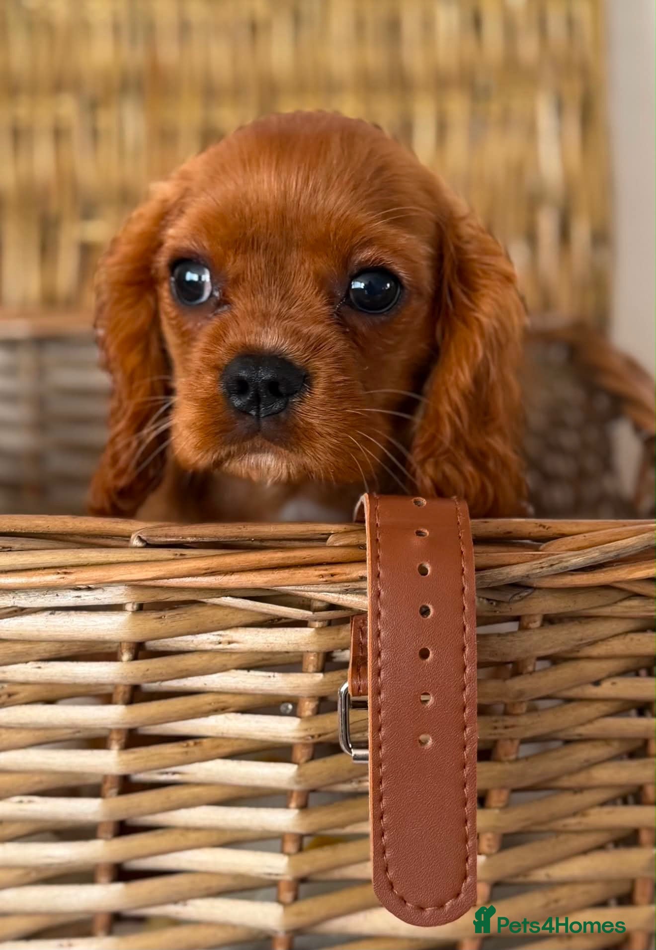 Cavalier King Charles Spaniel dogs DNA CAVALIER PUPPIES - Advert 1