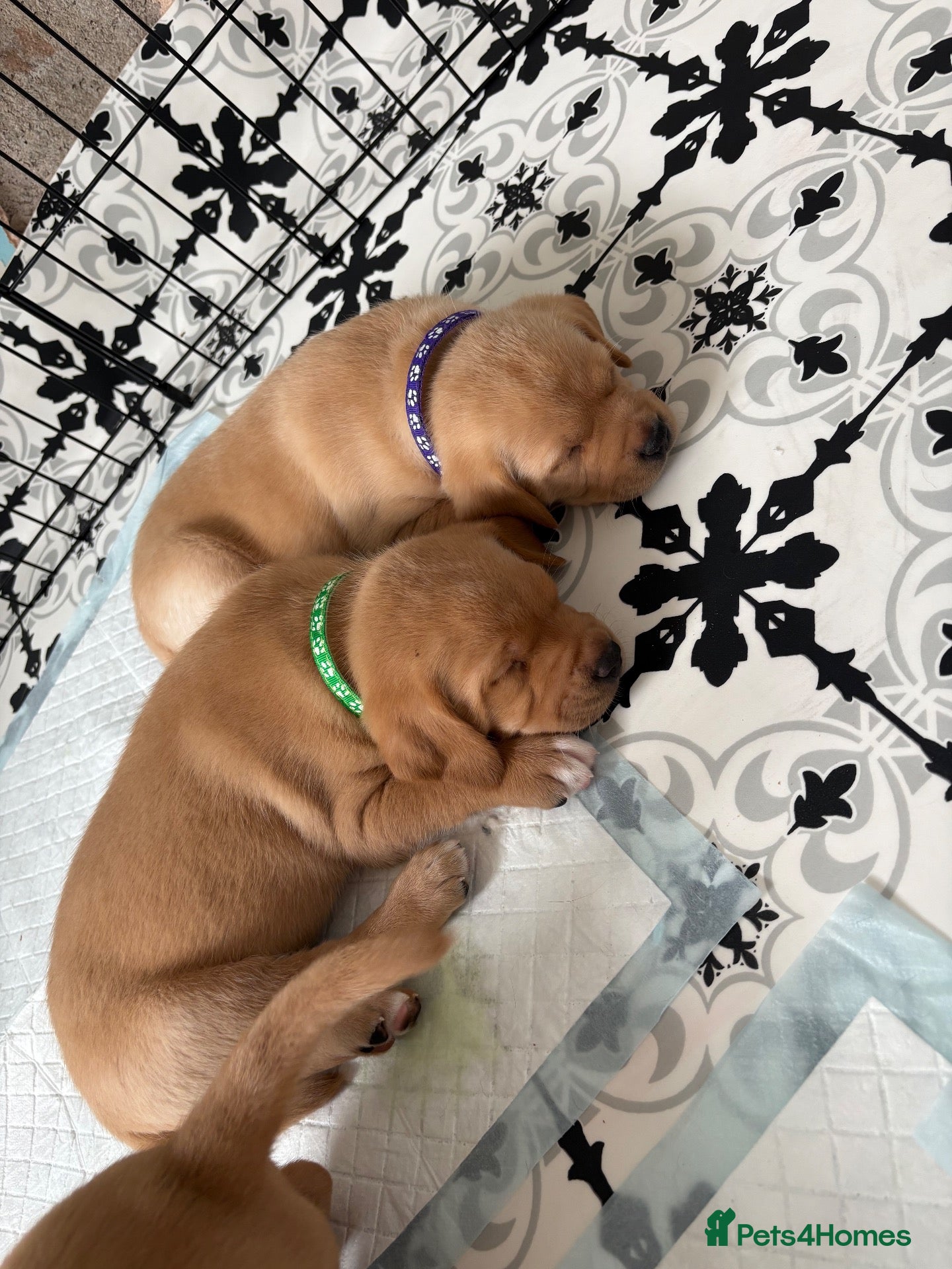 Mixed Breed dogs Labrador x staff - Advert 1