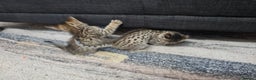 Savannah cats for sale: Gorgeous F4 Savannah Kittens - Advert 7