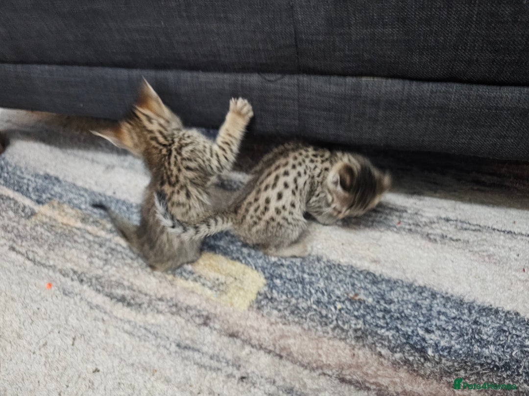 Savannah cats for sale: Gorgeous F4 Savannah Kittens - Advert 7