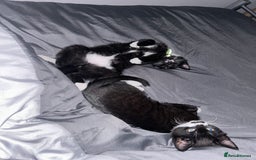 British Shorthair cats for sale: X2 male cats for sale BROTHERS  - Image 3