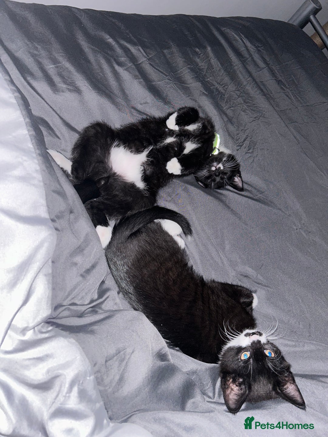 British Shorthair cats for sale: X2 male cats for sale BROTHERS  - Image 3