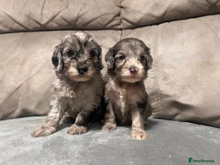 Cockapoo dogs 🐶6 F1 Cockerpoo Pups – Merles & Black/White 🐶 - Advert 7