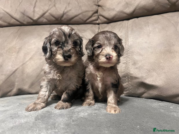 Cockapoo dogs 🐶6 F1 Cockerpoo Pups – Merles & Black/White 🐶 - Advert 7