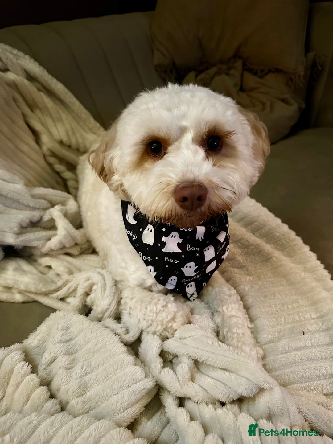 Cavapoo dogs for sale: F1B Cavapoo Puppies - Advert 20