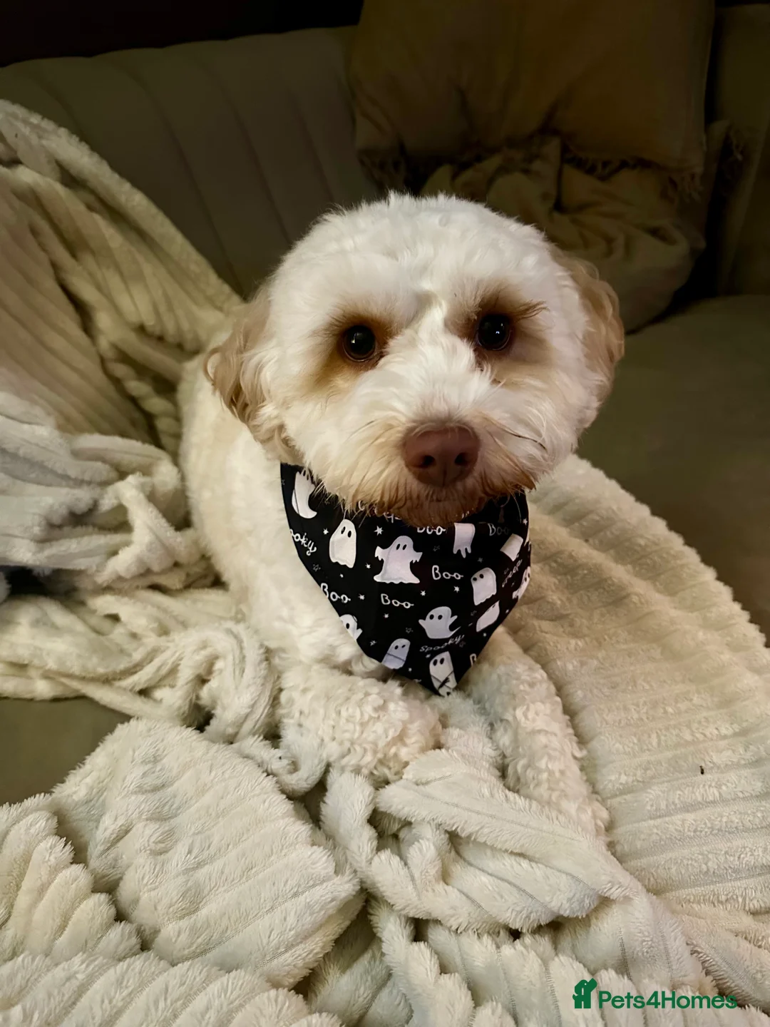 Cavapoo dogs for sale: 💥ONE BOY LEFT💥 F1B Cavapoo Puppies - Advert 13