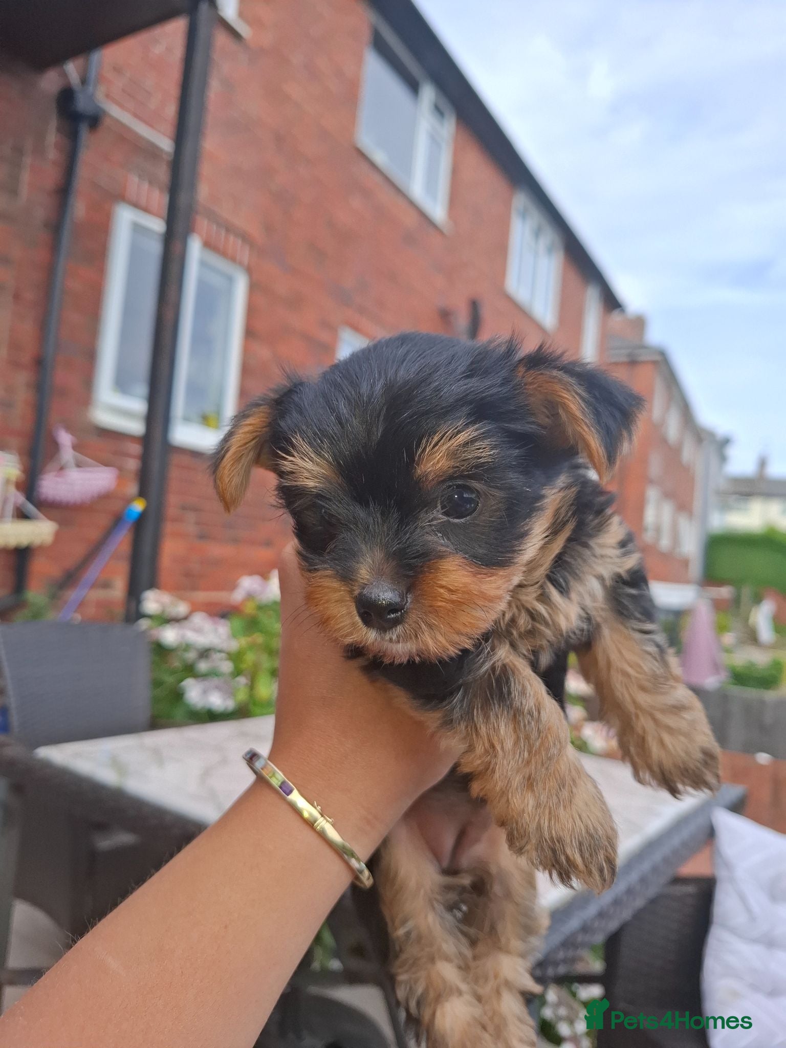 Yorkshire Terrier dogs  Pure  outstanding silver yorkshire terrier  - Advert 15